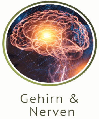 Gehirn und Nerven category icon/image