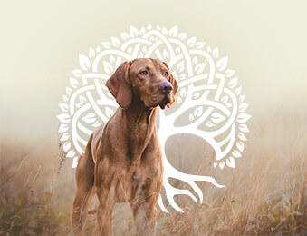 category icon/image