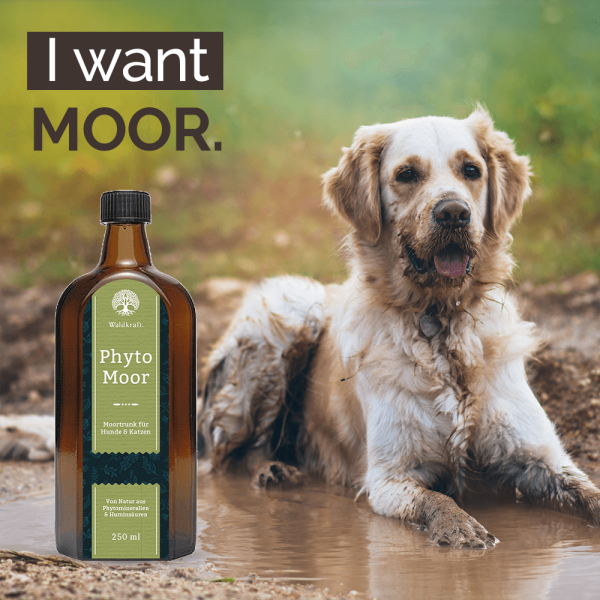 Waldkraft Phyto Moor – Biologisch aktives Vitalstofftonikum 250ml
